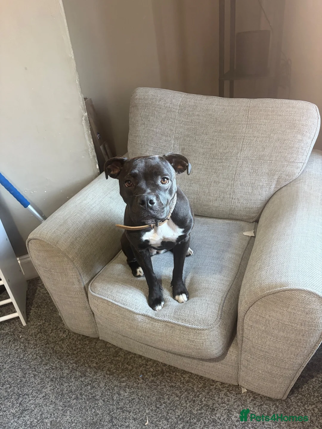 Staffordshire Bull Terrier dogs for sale: 10 month staffy - Advert 1