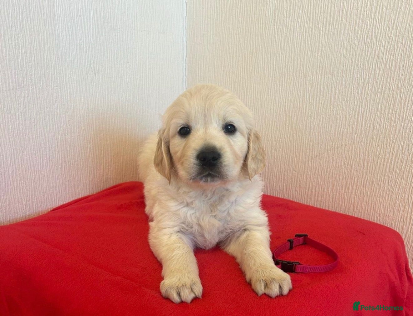Golden Retriever dogs Golden retriever puppies  - Advert 2