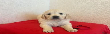 Golden Retriever 4