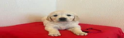 Golden Retriever dogs for sale: Golden retriever puppies  in Attleborough - Advert 2