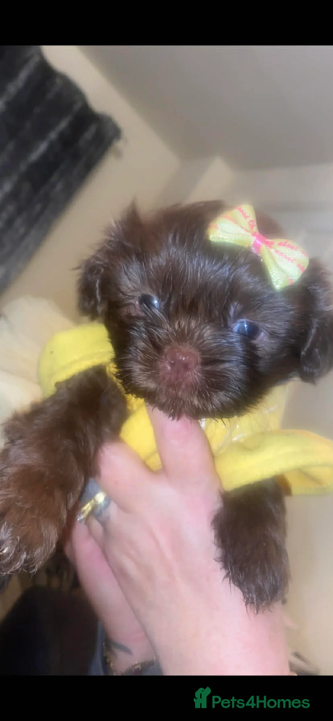 Shih Tzu dogs for sale: Shih Tzu Puppies For Sale - - Advert 17