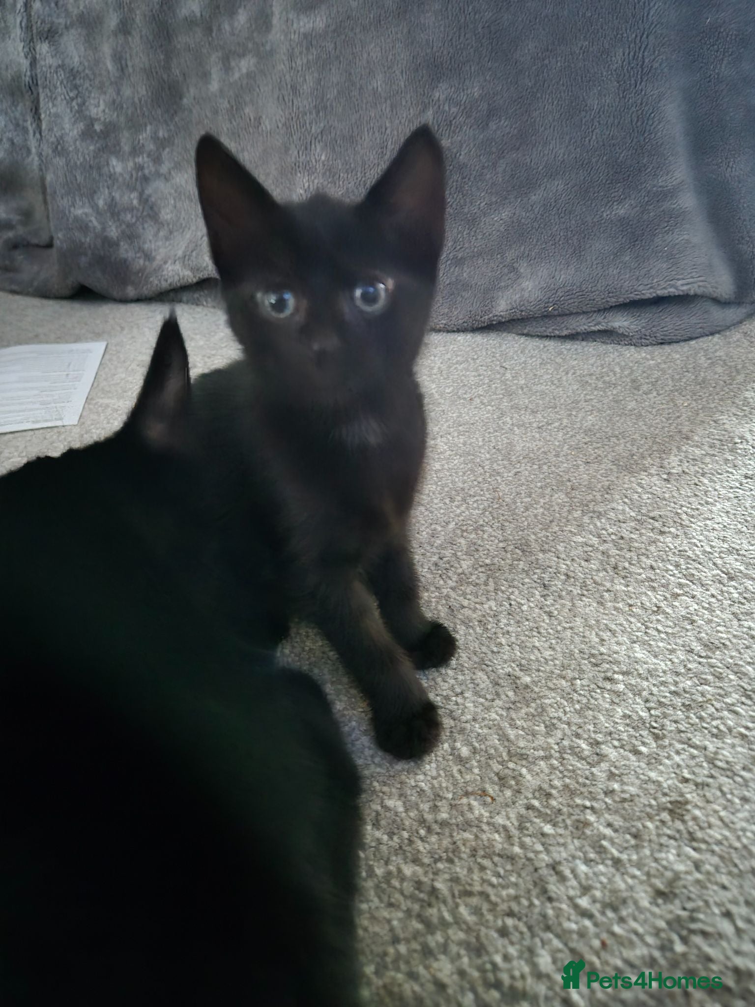 British Shorthair cats for sale: Kittens - Advert 1