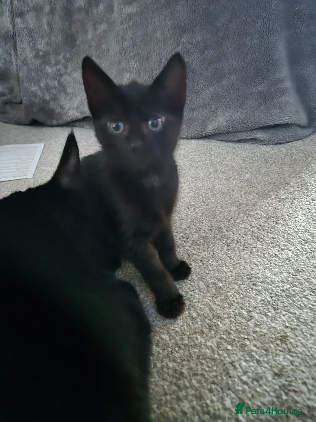 British Shorthair cats for sale: Kittens - Advert 1