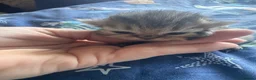 Persian cats for sale: Persian kittens - Advert 6