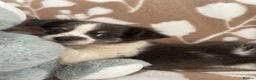 Chihuahua dogs for sale: Chihuahua puppies - Advert 4