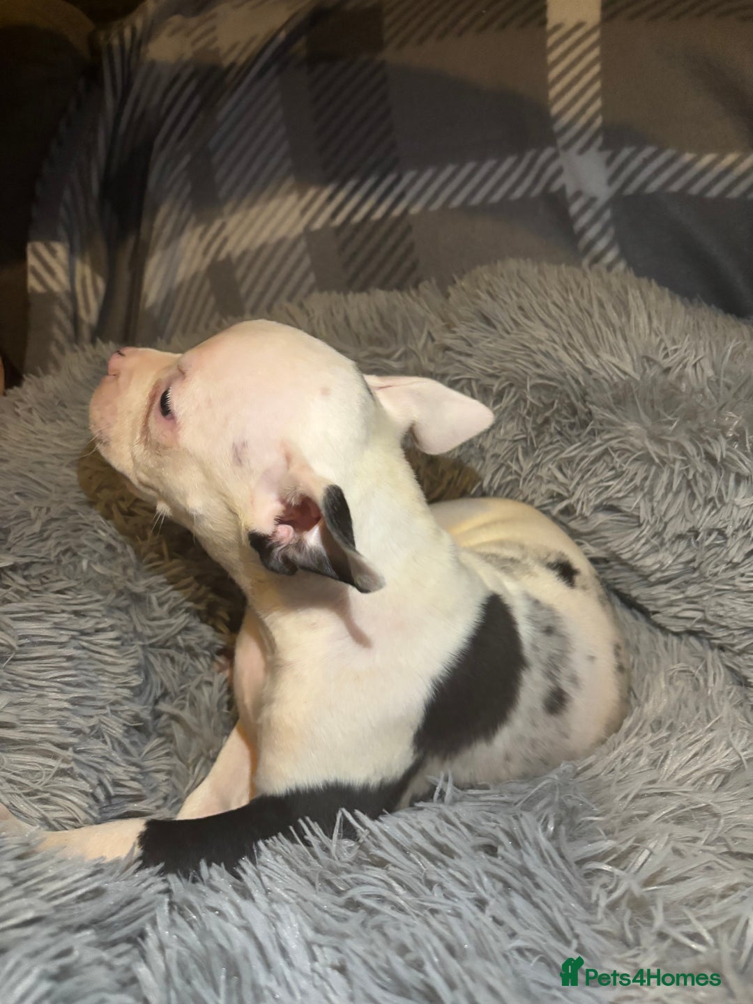 American Bully dogs for sale: perfect puppys - Image 29