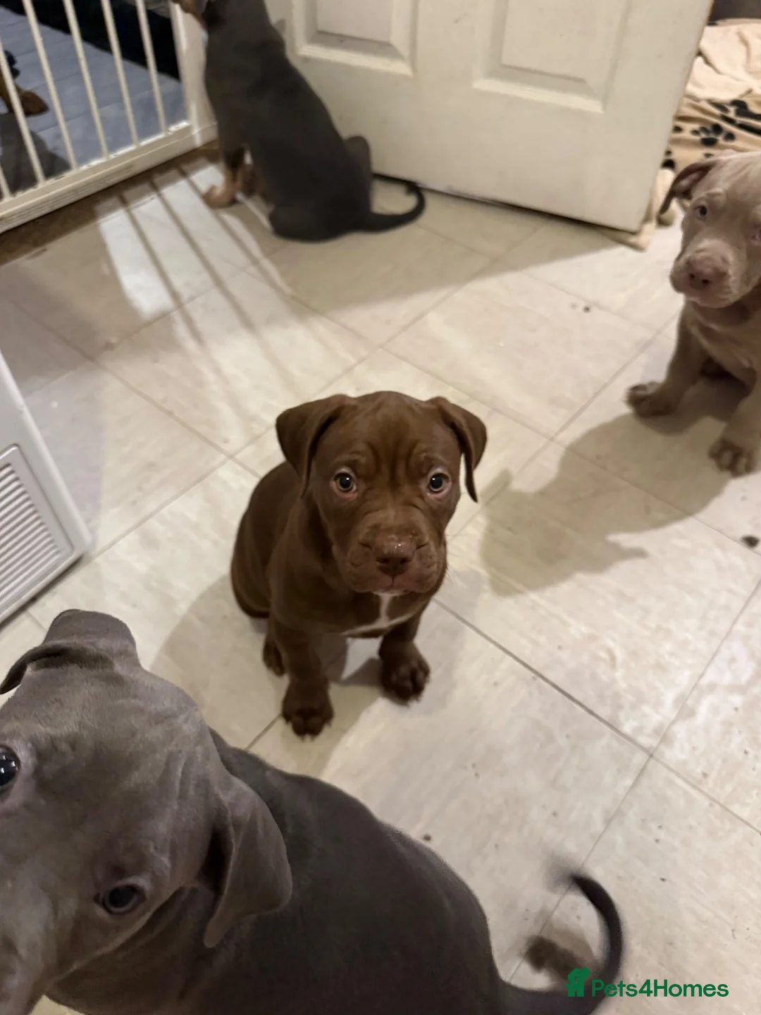 Mixed Breed dogs for sale: Irish staff cross  in Coventry - Advert 6