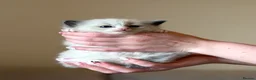 Ragdoll cats for sale: Exceptional Quality Ragdoll Kittens  - Advert 14