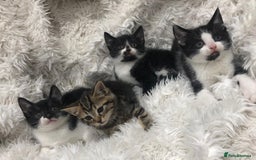 Mixed Breed cats for sale: Lovely kittens 8 weeks old  - Image 20