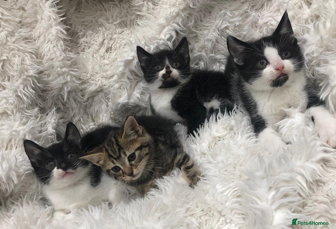 Mixed Breed cats for sale: Lovely kittens 8 weeks old  - Image 20