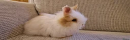 Lionhead rabbits for sale: Purebred Lionheads for sale - Advert 3