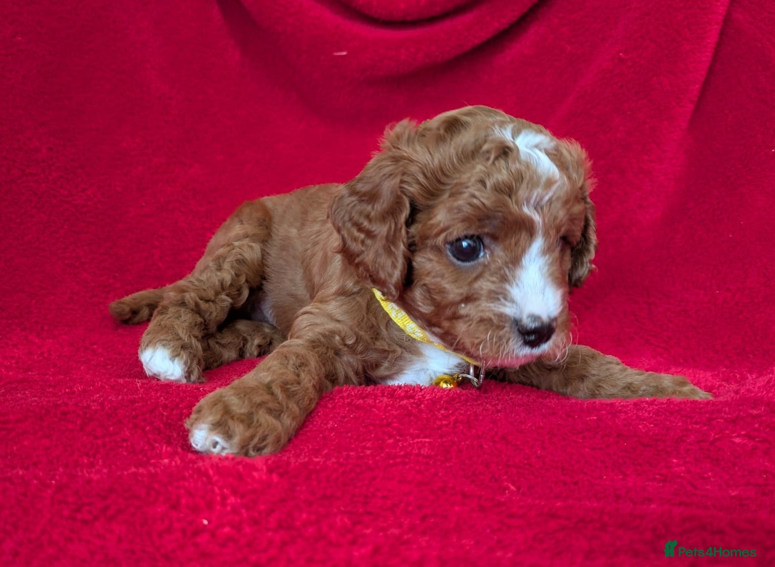 Cavapoo dogs Adorable Cavapoo Puppies From Licensed Breeder - Advert 2