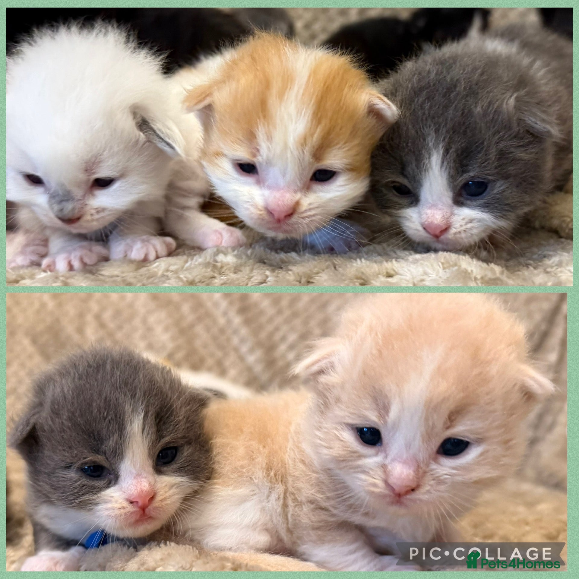 Mixed Breed cats Ragdoll X Persian kittens - Advert 4