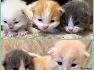 Mixed Breed cats Ragdoll X Persian kittens - Advert 4