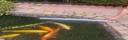 Koi Carp fish for sale: Pond clear out - 7 Japanese Koi and 1 Goldfish in Gateshead - Advert 8