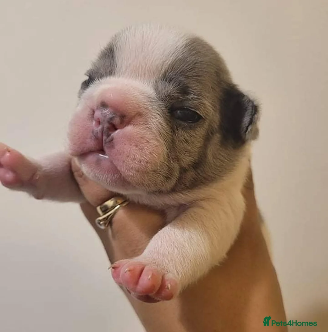 French Bulldog dogs for stud: Blue and tan quad merle in Sheffield - Advert 14