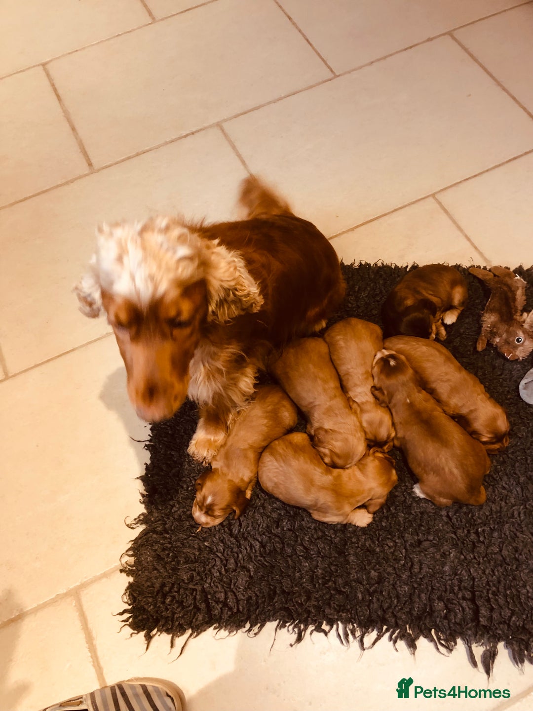 Cocker Spaniel dogs for sale: GORGEOUS COCKER SPANIEL PUPPIES - Advert 25
