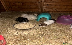 Guinea Pig rodents for sale: Guinee pig boys for sale  - Advert 6