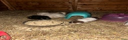 Guinea Pig rodents for sale: Guinee pig boys for sale  - Advert 6