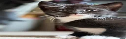 Mixed Breed cats for sale: Adorable black & white boy kittens - ready in 2wks - Advert 31