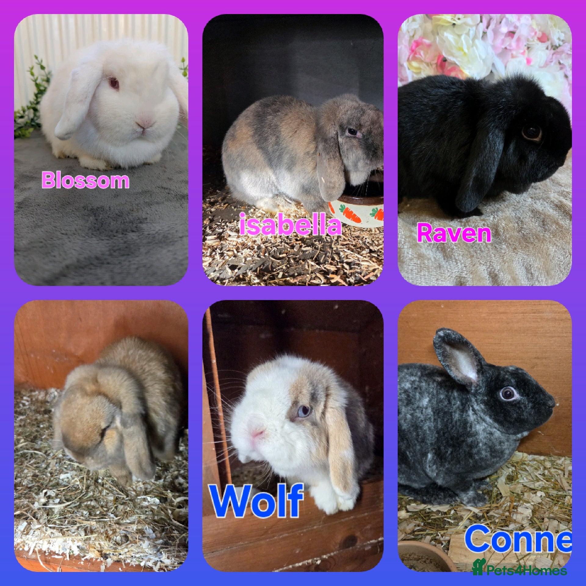 Mini Lop rabbits ❤️REDUCED! mini lop & mini rex boy & girls ♥️ - Advert 3
