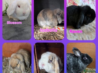 Mini Lop rabbits ❤️REDUCED! mini lop & mini rex boy & girls ♥️ - Advert 3