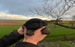 Cocker Spaniel dogs for sale: Cocker Spaniels Puppies - Advert 4