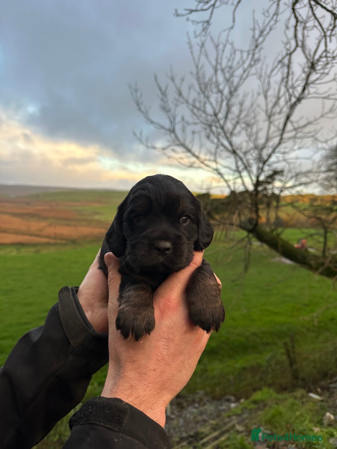 Cocker Spaniel dogs for sale: Cocker Spaniels Puppies - Advert 4