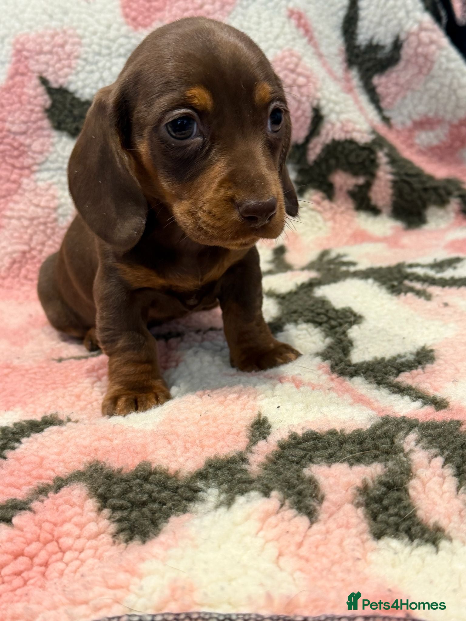Miniature Dachshund dogs STUNNING MINIATURE DACHSHUND PUPS - Advert 1