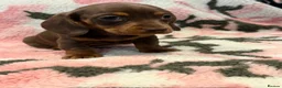 Miniature Dachshund dogs for sale: STUNNING MINIATURE DACHSHUND PUPS - Advert 3