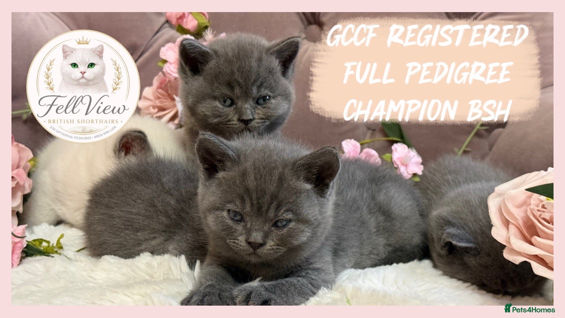 British Shorthair cats GCCF Pedigree British shorthair kittens  - Advert 13