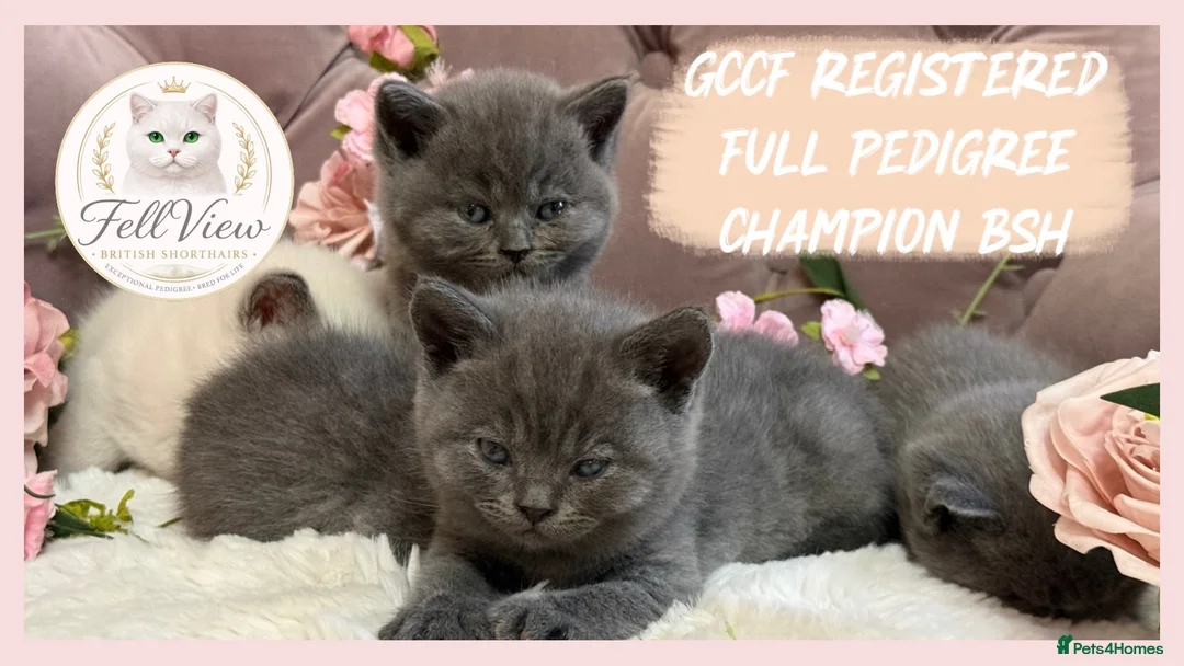 British Shorthair cats for sale: GCCF Pedigree British shorthair kittens  - Advert 2