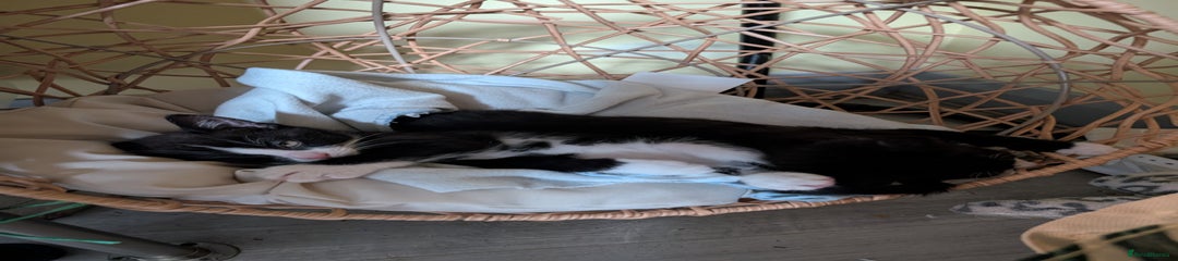 Kitten 2