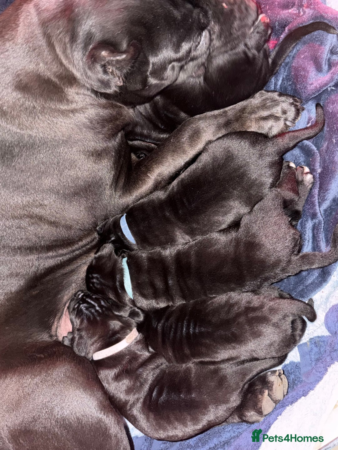 Cane Corso dogs for sale: CANE CORSO. FULL PEDIGREE. CHAMPION BLOODLINE. - Image 10