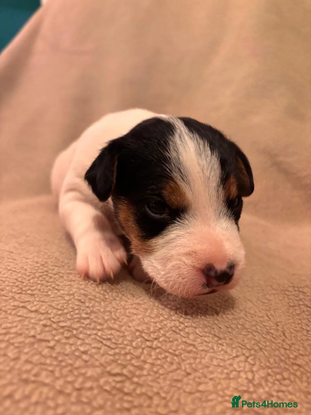 Mixed Breed dogs for sale: Working line Patterdale x parson Russel terriers  - Advert 1