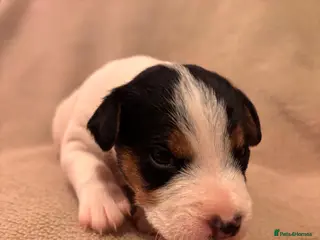 Mixed Breed dogs Working line Patterdale x parson Russel terriers - Advert 8