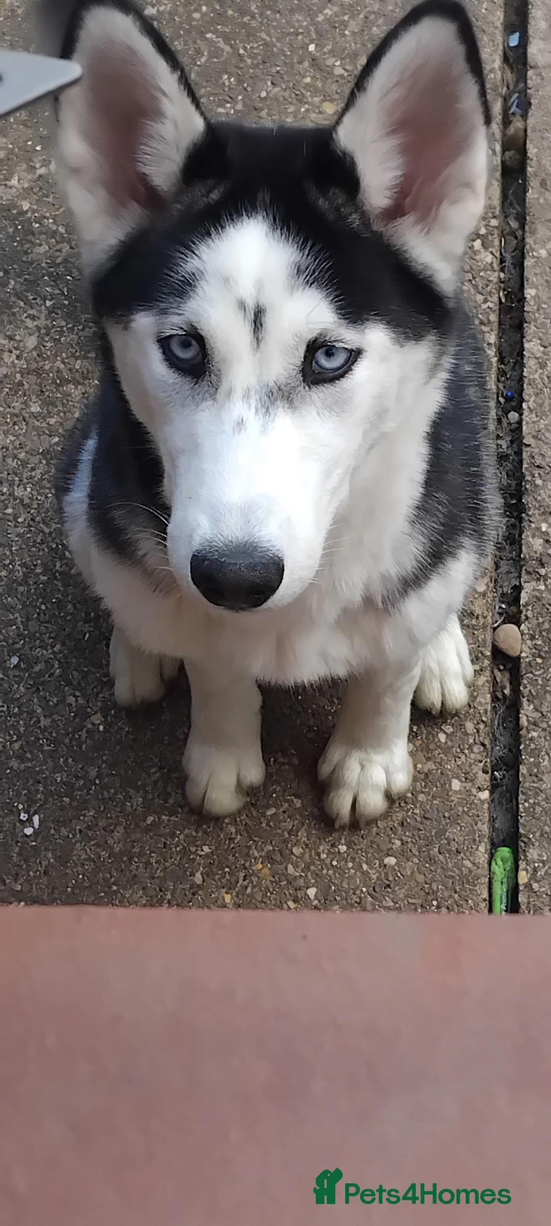 Siberian Husky dogs for sale: Husky girl - Advert 1