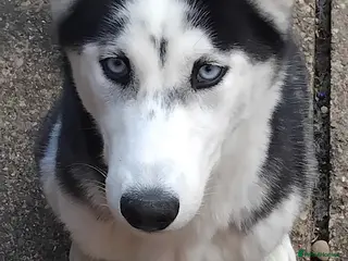 Siberian Husky dogs Husky girl - Advert 17