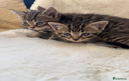 Mixed Breed cats for sale: Kittens ready 15th August  - Image 8