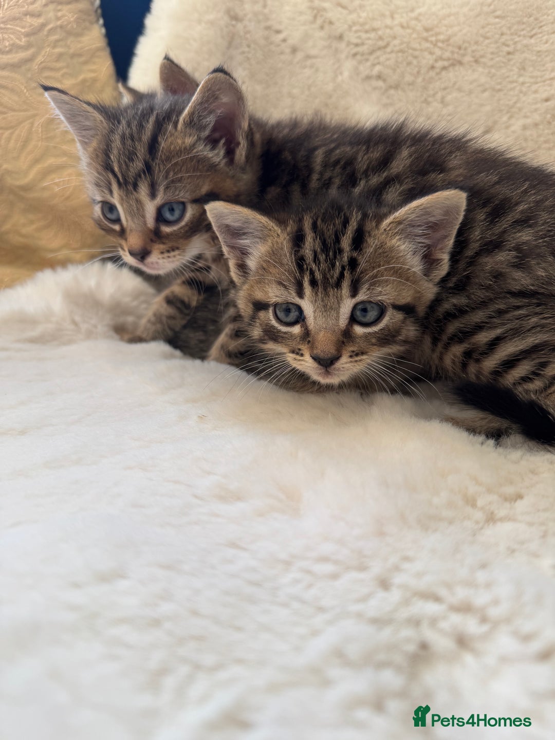 Mixed Breed cats for sale: Kittens ready 15th August  - Image 8