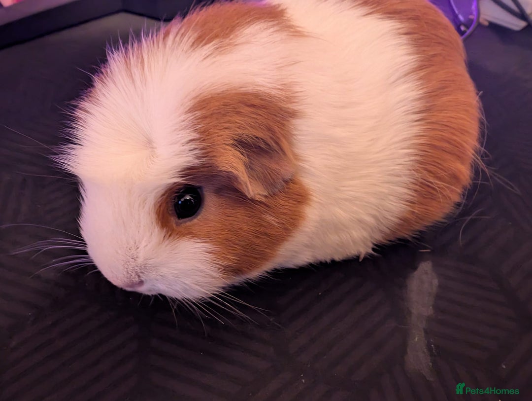 Guinea Pig rodents for sale: Guinea pigs both male and female  - Advert 9