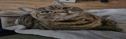 Domestic Shorthair cats for sale: Female Grey Tabby Needs Only Pet Home - Advert 1