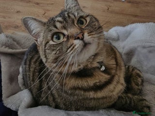 Domestic Shorthair cats Female Grey Tabby Needs Only Pet Home - Advert 1