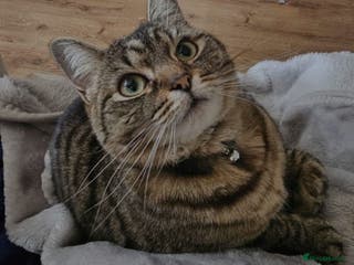 Domestic Shorthair cats Female Grey Tabby Needs Only Pet Home - Advert 2