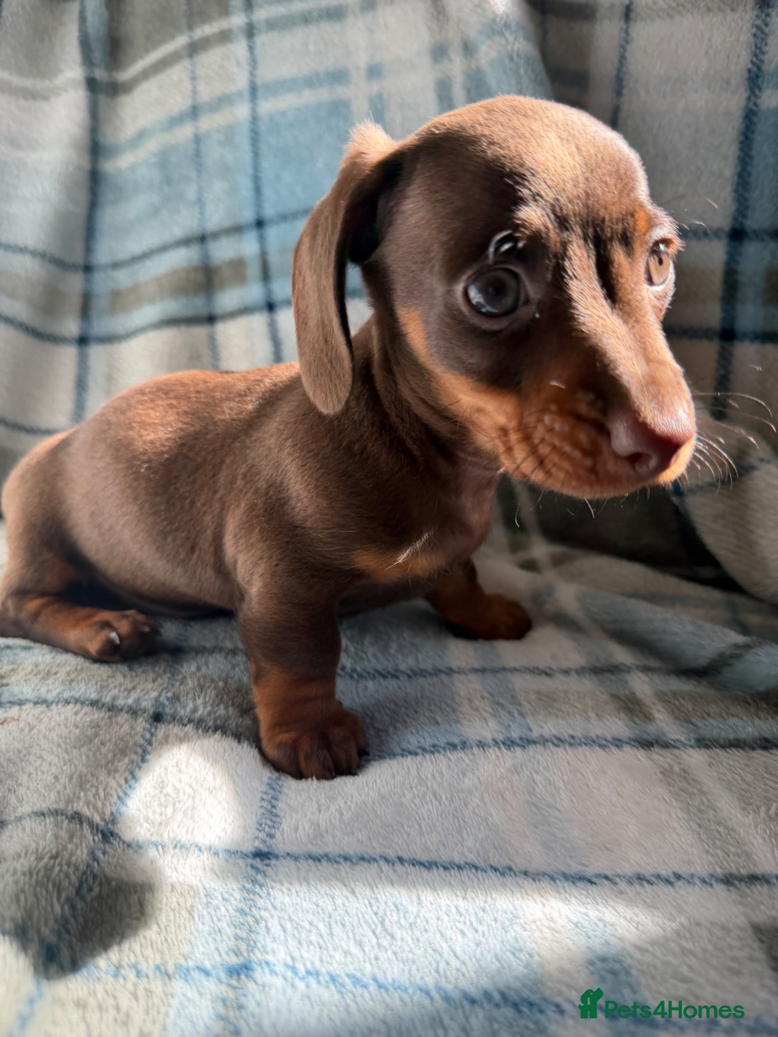 Dachshund dogs for sale: Miniature Dachshund Puppies  - Advert 11