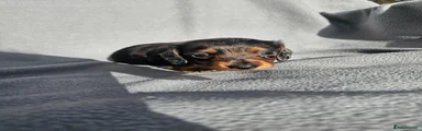 Miniature Dachshund 3