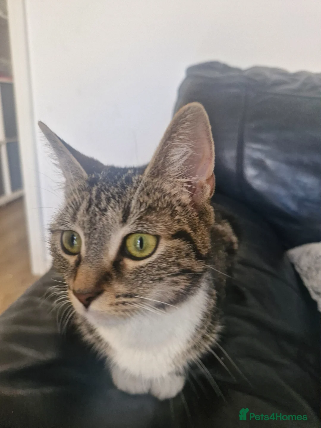 Mixed Breed cats for sale: Raven – Beautiful Bengal x British Shorthair Girl - Advert 6