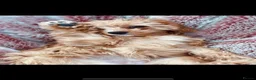 Cavapoo dogs for sale: Beautiful Extensively Health Tested F1 Cavapoos🐶 - Advert 14