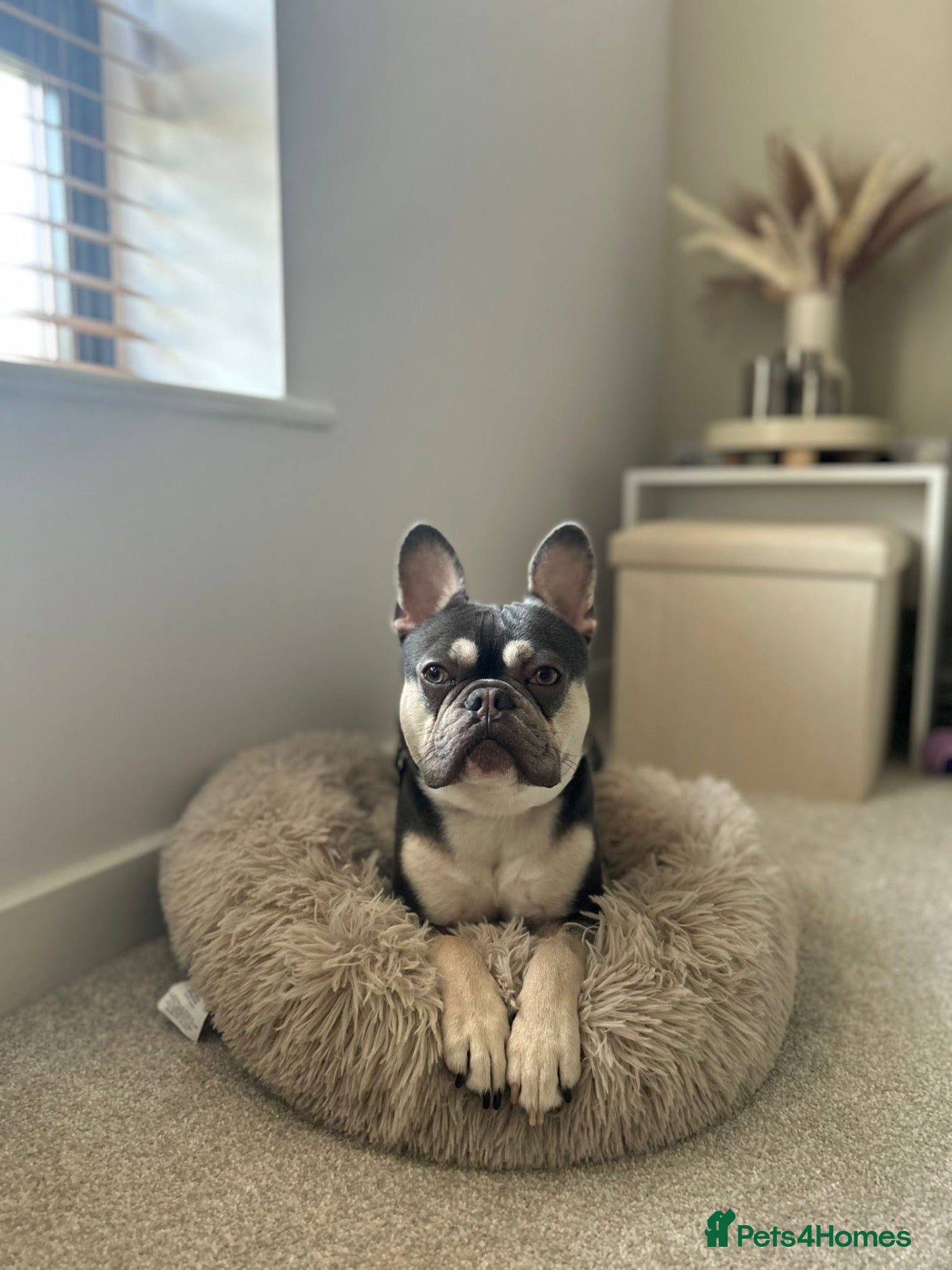 French Bulldog dogs Rocco for Rehome.  - Advert 8