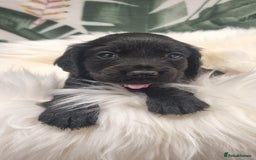 Cocker Spaniel dogs for sale: Beautiful Working Cocker Spaniel Puppies - Image 3